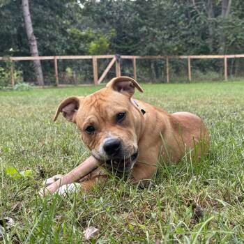 Bashful -  American Staffordshire Terrier Dog for Adoption in Grand Rapids, Michigan - Bashful | PetCurious