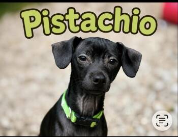 Pistachio -  Chihuahua Dog for Adoption in Wadsworth, Ohio - Pistachio | PetCurious