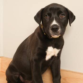 Bennie D71173 -  Border Collie and Mixed Breed Dog for Adoption in Minnetonka, Minnesota - Bennie D71173 | PetCurious