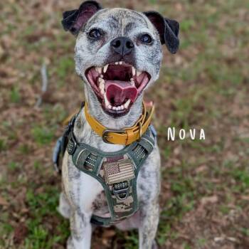 Whippet and Mixed Breed Dogs Available for Adoption in Tyrone, Georgia - Nova 05-0909 | PetCurious