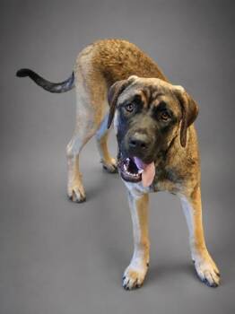 Little bit -  Mastiff and Mixed Breed Dog for Adoption in Bowling Green, Kentucky - Little Bit | PetCurious