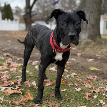 Rescue Pit Bull Terrier and Labrador Retriever Dogs for Adoption in Pelham, New Hampshire - Jules | PetCurious