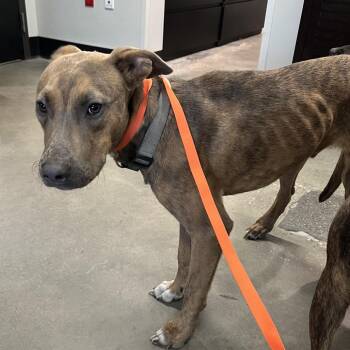 Shark -  Terrier Dog for Adoption in Tampa, Florida - Shark | PetCurious