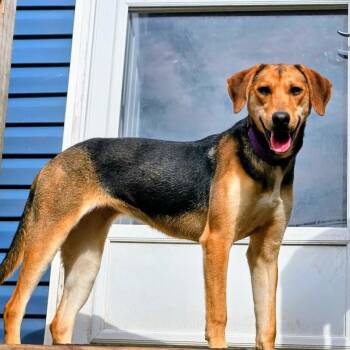 German Shepherd Dog and Hound Dogs Available for Adoption in Chicago, Illinois - Shelby(REDUCED FEE!) | PetCurious