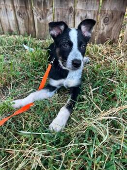 Petra -  Australian Cattle Dog Blue Heeler Dog for Adoption in Manhattan, Kansas - Petra | PetCurious