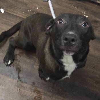 Casper Blu -  Terrier Dog for Adoption in St. Louis, Missouri - Casper Blu | PetCurious