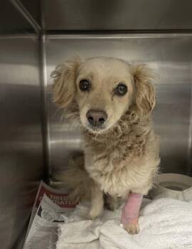 Cocker Spaniel and Mixed Breed Dogs Available for Adoption in Riverside, California - OTIE | PetCurious