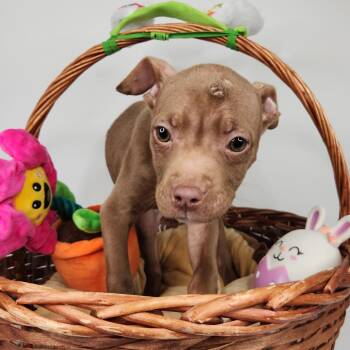 Pit Bull Terrier Dogs Available for Adoption in Fort Wayne, Indiana - Brenna | PetCurious