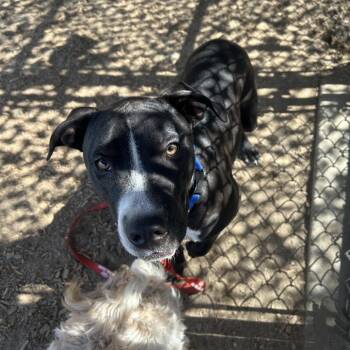 Marley -  Mixed Breed Dog for Adoption in Palm Springs, California - Marley | PetCurious