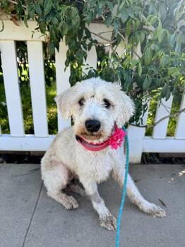 Rescue Labrador Retriever and Terrier Dogs for Adoption in Newport Beach, California - Butterscotch | PetCurious