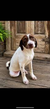 Greta -  Mixed Breed Dog for Adoption - Greta | PetCurious