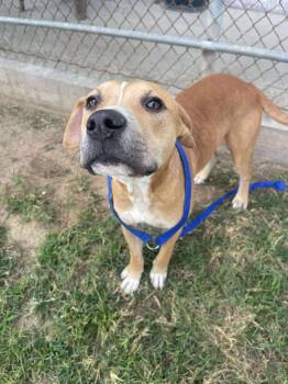 Rescue Pit Bull Terrier Dogs for Adoption in Eagle, Idaho - Bologna **Courtesy Post. Out Of Town Pet. See Below For Details* | PetCurious