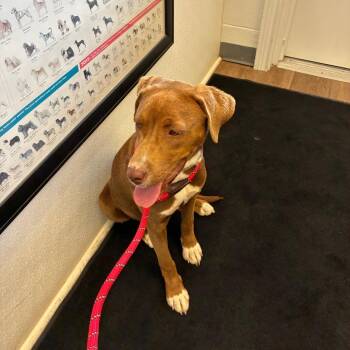 Chocolate Labrador Retriever and Mixed Breed Dogs Available for Adoption in Morganfield, Kentucky - Caramel | PetCurious
