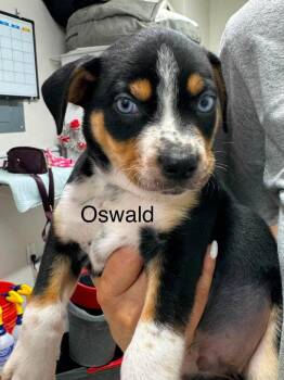 Oswald -  American Staffordshire Terrier and Husky Dog for Adoption in St. George, Utah - Oswald | PetCurious