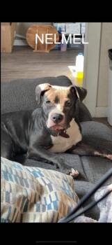 Nelmel -  Pit Bull Terrier Dog for Adoption in Winchester, Indiana - Nelmel | PetCurious