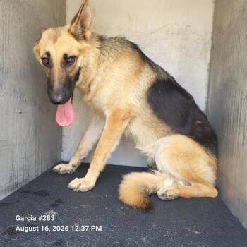 AMELIA -  German Shepherd Dog Dog for Adoption in San Antonio, Texas - AMELIA | PetCurious