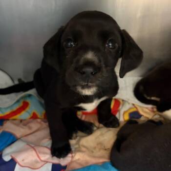 Star -  Mixed Breed Dog for Adoption in Springboro, Ohio - Star | PetCurious