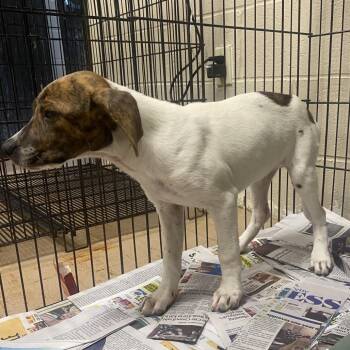 Medusa -  Coonhound Dog for Adoption in Jacksboro, Tennessee - Medusa | PetCurious