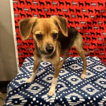 Tristan -  Terrier Dog for Adoption in Washburn, Missouri - Tristan | PetCurious