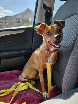 Rescue Chihuahua Dogs for Adoption in Metairie, Louisiana - Clarice | PetCurious