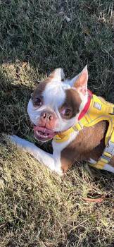 Rescue Boston Terrier and French Bulldog Dogs for Adoption in Kaufman, Texas - ACE | PetCurious