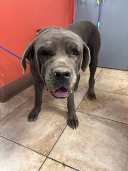 Lady Bug -  Mixed Breed Dog for Adoption in Cincinnati, Ohio - Lady Bug | PetCurious