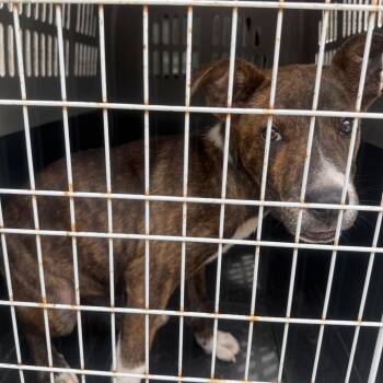 Tony -  Terrier and Mixed Breed Dog for Adoption in Montgomery, Alabama - Tony | PetCurious