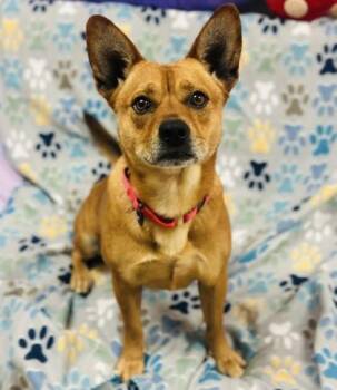 Mixed Breed Dogs Available for Adoption in West Chester, Pennsylvania - Garnet | PetCurious