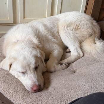 Waffle -  Great Pyrenees and Labrador Retriever Dog for Adoption in Bismarck, North Dakota - Waffle | PetCurious