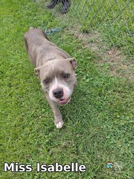 Miss Isabelle -  Pit Bull Terrier Dog for Adoption in Rocky Mount, North Carolina - Miss Isabelle | PetCurious