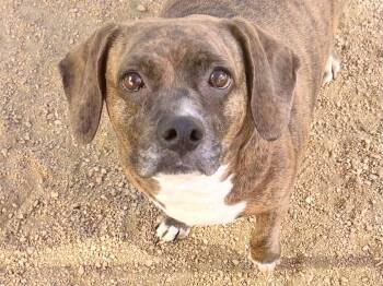 Potato -  Mixed Breed Dog for Adoption in Georgetown, Texas - Potato | PetCurious