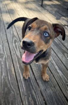 Rescue Terrier Dogs for Adoption in Greenville, South Carolina - Fairy God Mother | PetCurious