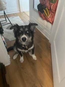 Husky Dogs Available for Adoption - Camilo | PetCurious