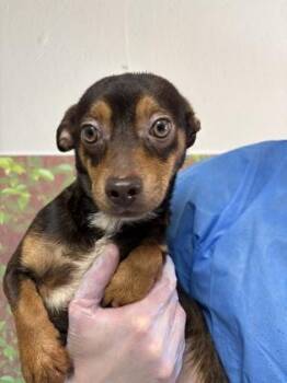 Horton -  Chihuahua and Mixed Breed Dog for Adoption in San Antonio, Texas - Horton | PetCurious