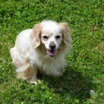 Jack -  Cocker Spaniel and Cavalier King Charles Spaniel Dog for Adoption in Camden, Delaware - Jack | PetCurious