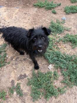 Spooky -  Havanese Dog for Adoption in Severance, Colorado - Spooky | PetCurious