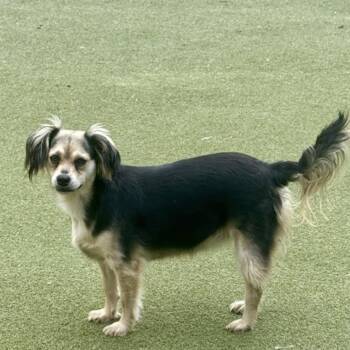 HARROW -  Terrier Dog for Adoption in Houston, Texas - HARROW | PetCurious