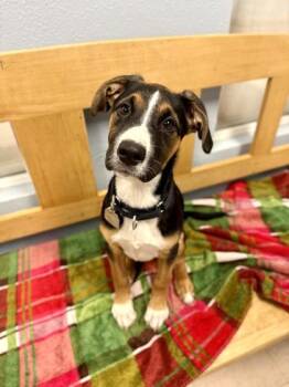 Mixed Breed Dogs Available for Adoption in Roseburg, Oregon - Pip | PetCurious