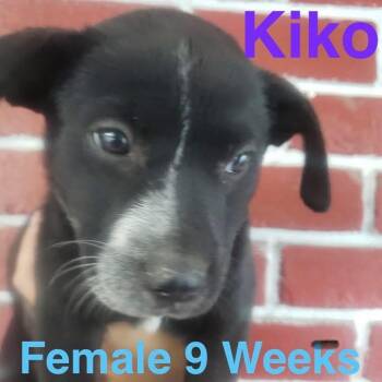 Kiko -  Australian Cattle Dog Blue Heeler Dog for Adoption in Houston, Texas - Kiko | PetCurious