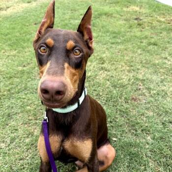 Flip Flop -  Doberman Pinscher Dog for Adoption in Fresno, California - Flip Flop | PetCurious