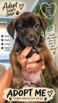 Scarlett (Mascot litter) -  German Shepherd Dog and Labrador Retriever Dog for Adoption in Holly Springs, North Carolina - Scarlett (Mascot Litter) | PetCurious