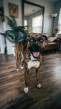 Bear ( Courtesy Post) -  American Staffordshire Terrier Dog for Adoption in Floresville, Texas - Bear ( Courtesy Post) | PetCurious
