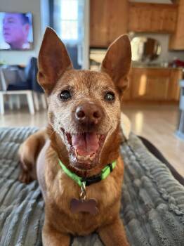 Rescue Miniature Pinscher and Chihuahua Dogs for Adoption in Whitewater, Wisconsin - Ruby | PetCurious