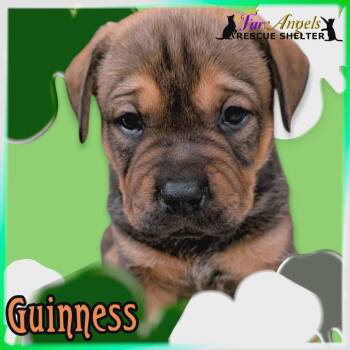 Mixed Breed Dogs Available for Adoption - Guinness | PetCurious