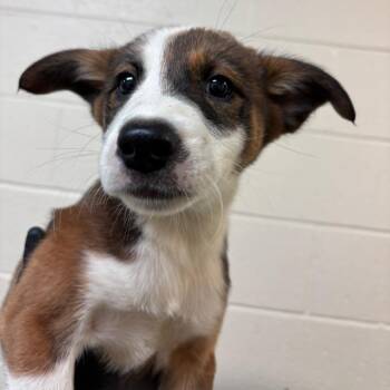 Sasha -  Mixed Breed Dog for Adoption in Memphis, Tennessee - Sasha | PetCurious