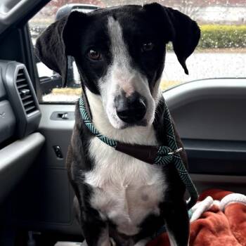 Mixed Breed Dogs Available for Adoption in Valley, Alabama - Valentina | PetCurious