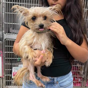 Melvin -  Mixed Breed Dog for Adoption in Fredericksburg, Virginia - Melvin | PetCurious