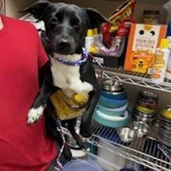 Terrier Dogs Available for Adoption in Bullhead City, Arizona - Dog (2) 04/13/2026 | PetCurious