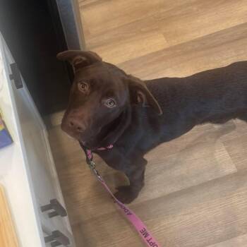Nala -  Chocolate Labrador Retriever and Pit Bull Terrier Dog for Adoption in Fountain Hill, Pennsylvania - Nala | PetCurious