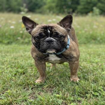 Chestnut -  French Bulldog Dog for Adoption in Las Vegas, Nevada - Chestnut | PetCurious